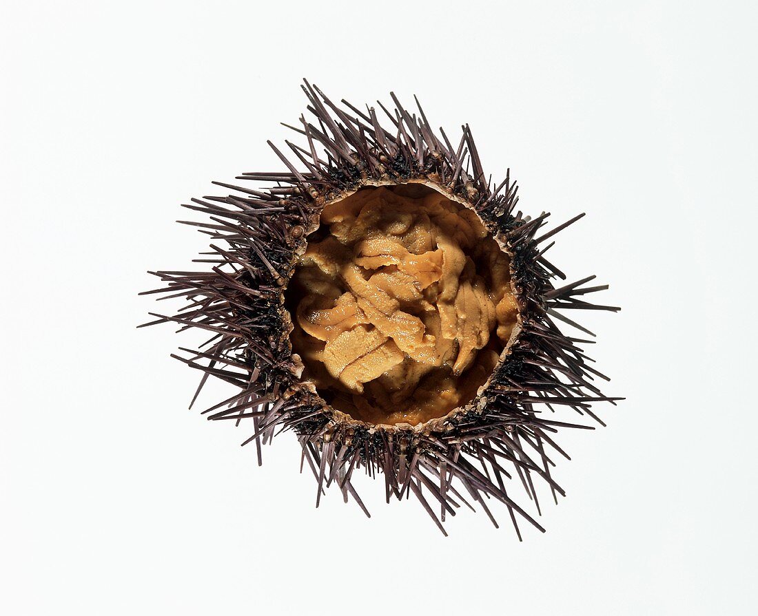 Sea Urchin in Shell on a White Background
