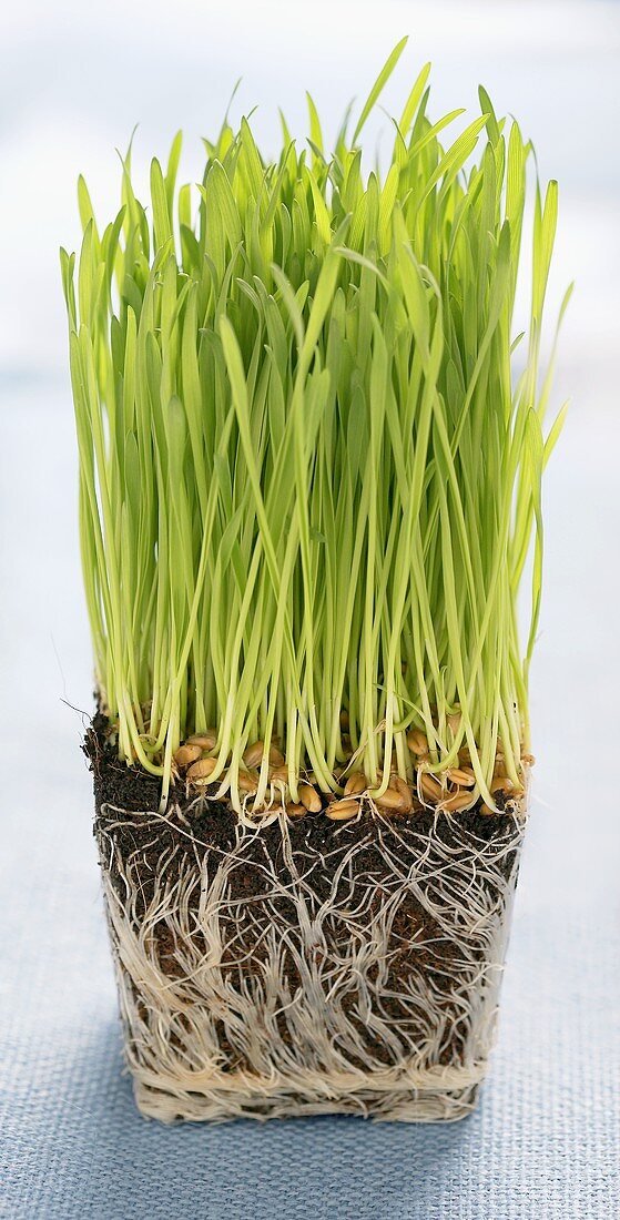 Wheat grass sprouting out of a cube of compost
