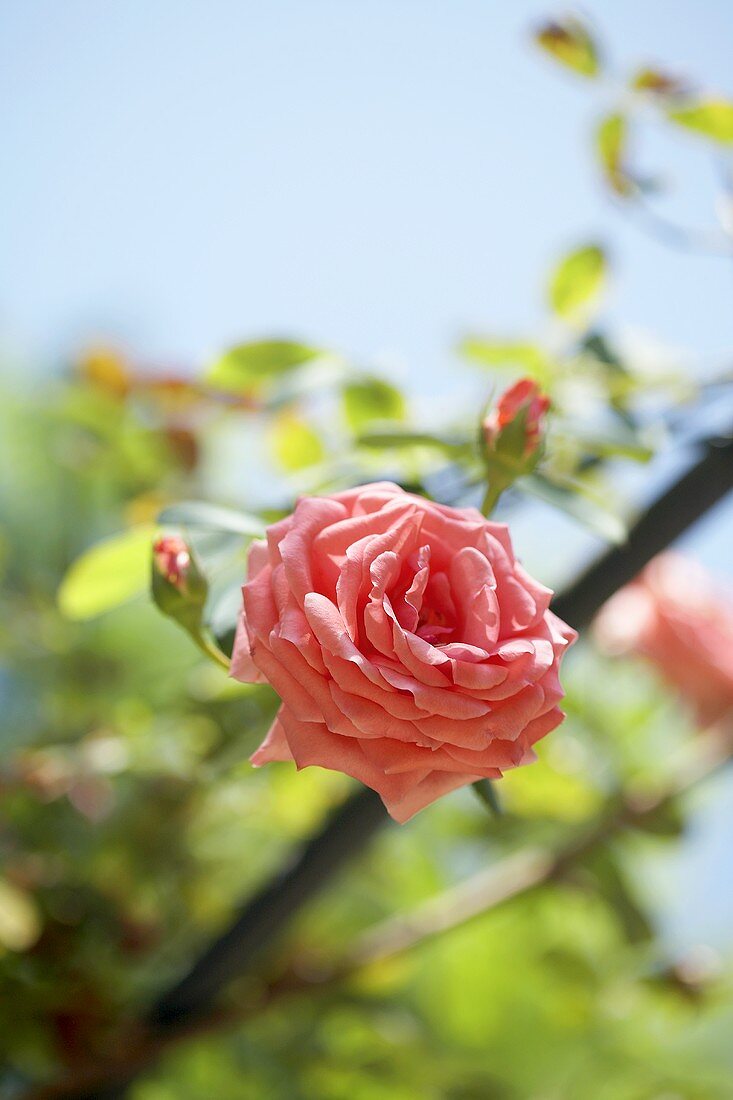 Pink roses, full-blown and buds, on the plant