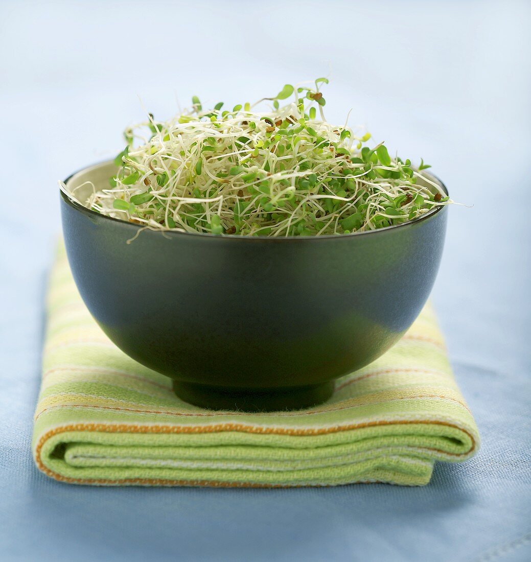 Fresh alfalfa sprouts in blue pottery bowl