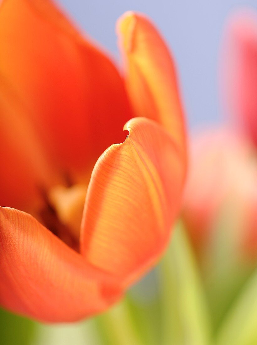 Orange tulips (close-up)
