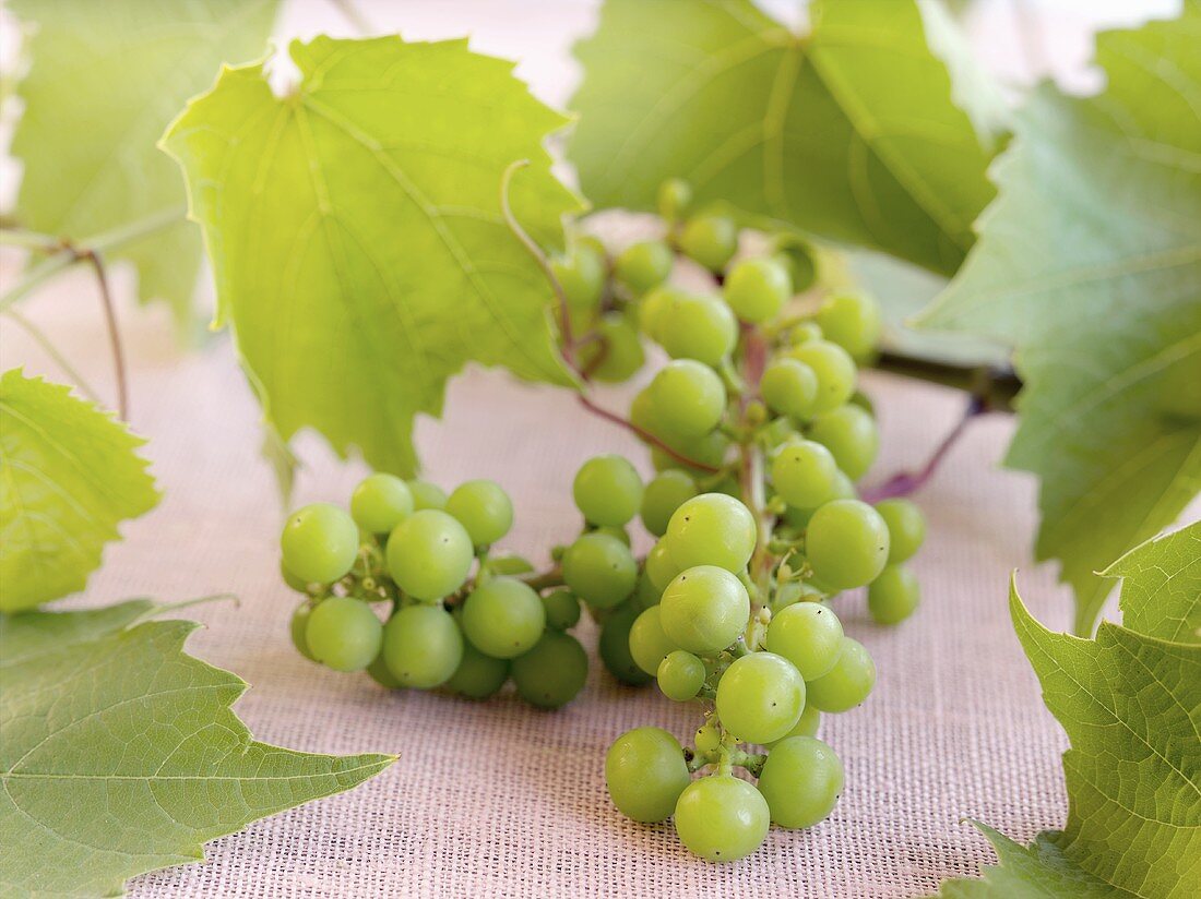 Green grapes with leaves