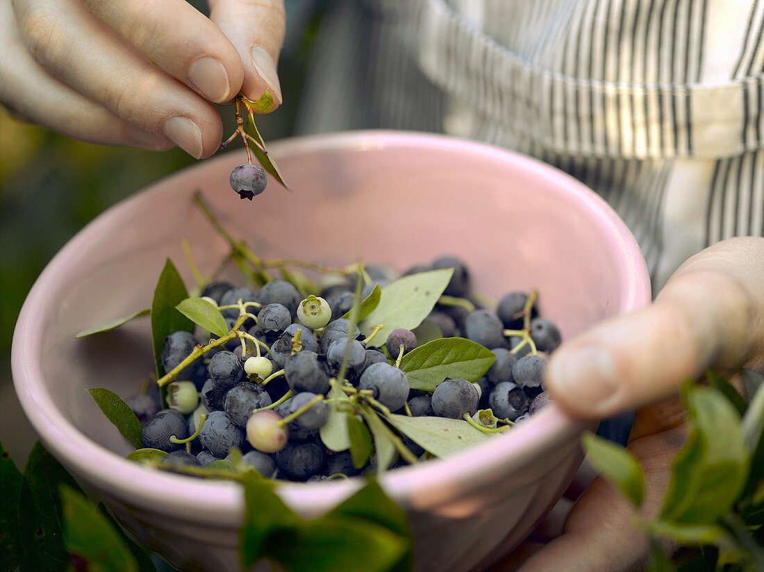 Hands holding bowl of freshly picked blueberries