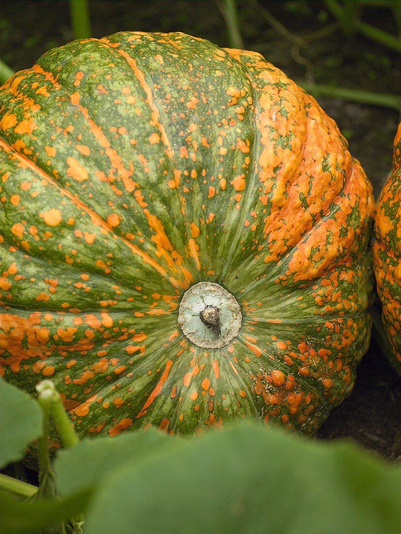 Orange and green pumpkin in a vegetable bed