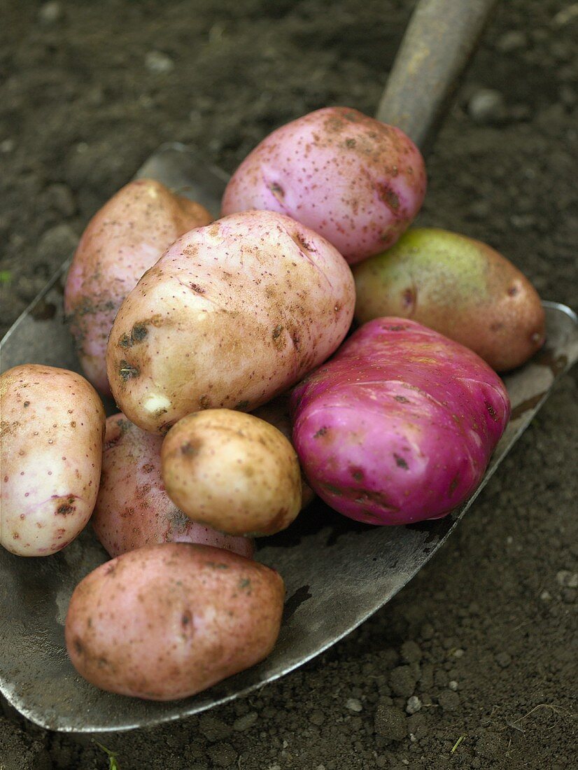 Freshly picked potatoes on spade