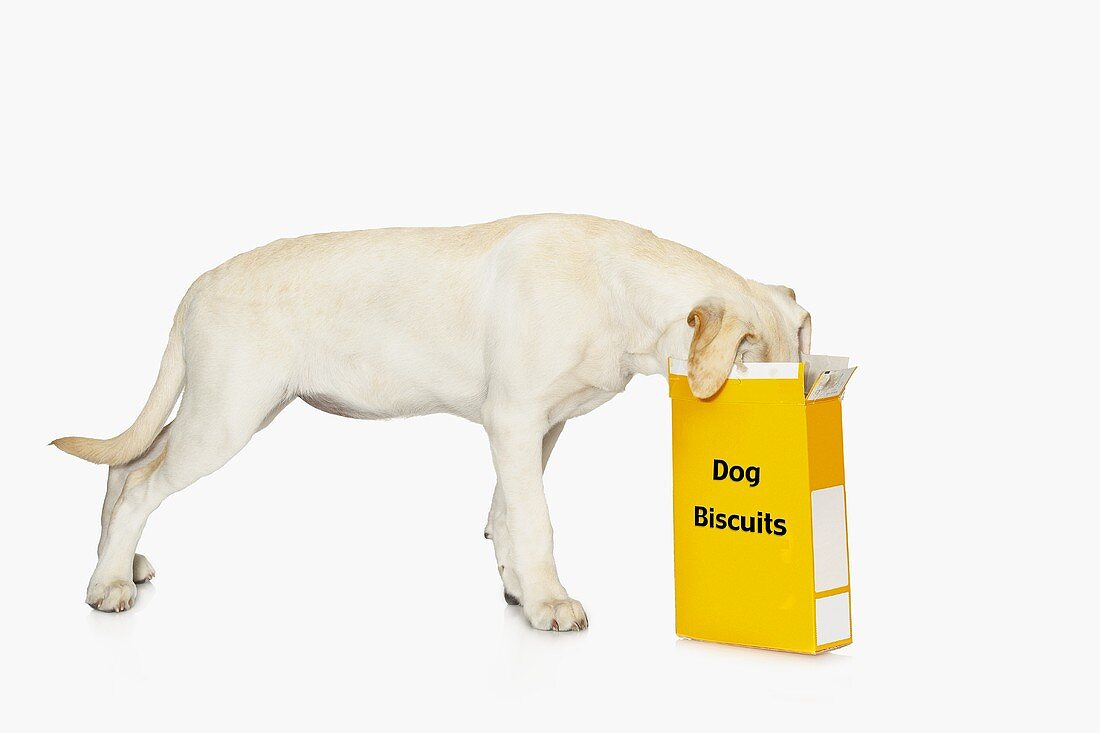 Hund frisst Hundebiscuits aus gelber Schachtel