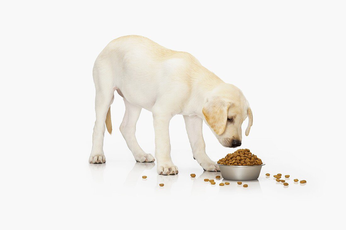 Stehender Hund frisst Trockenfutter aus Schüssel