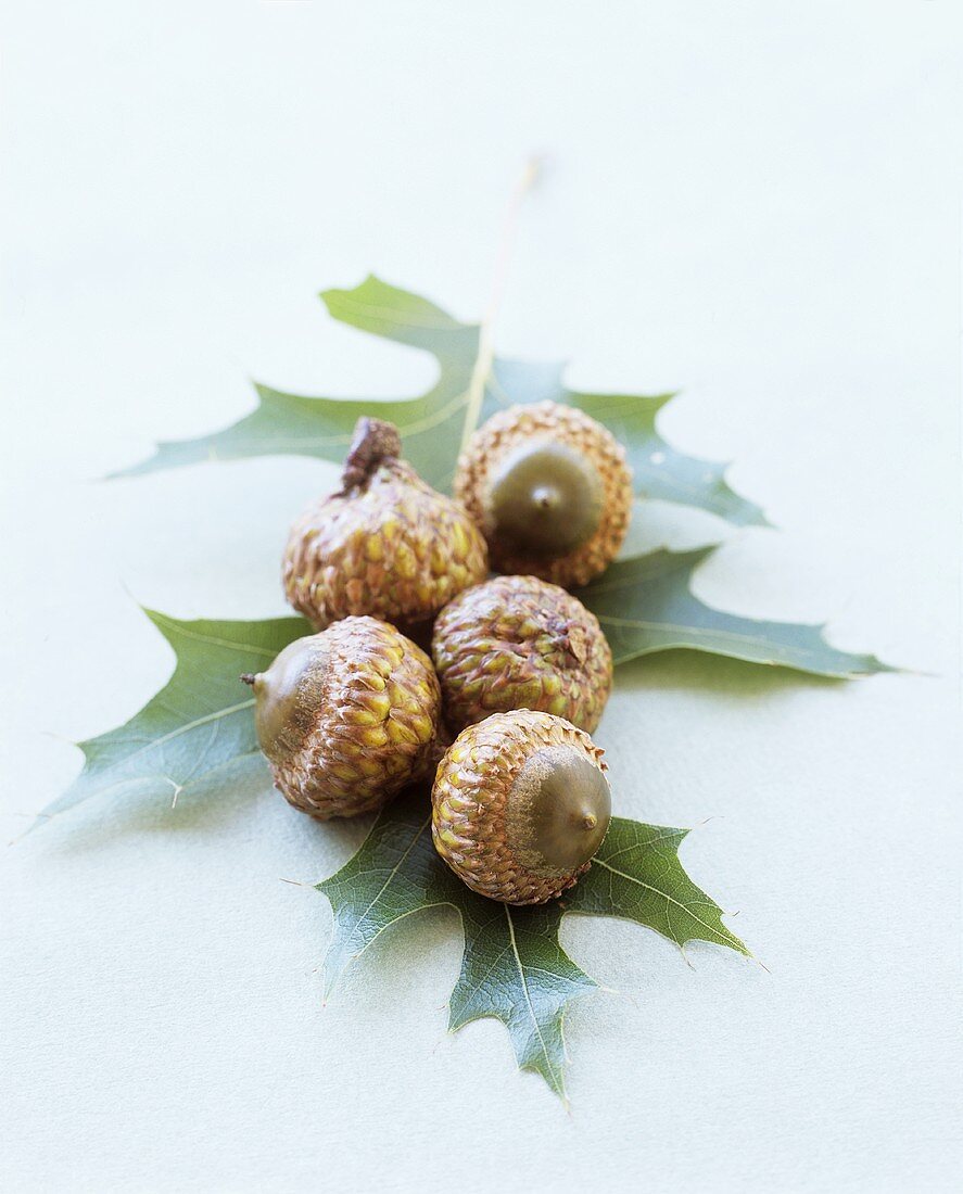 Acorns on oak leaf