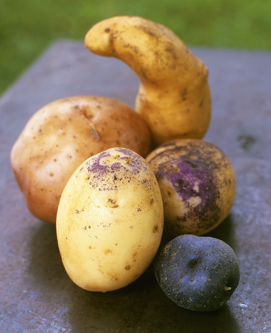 Still life with various types of potatoes