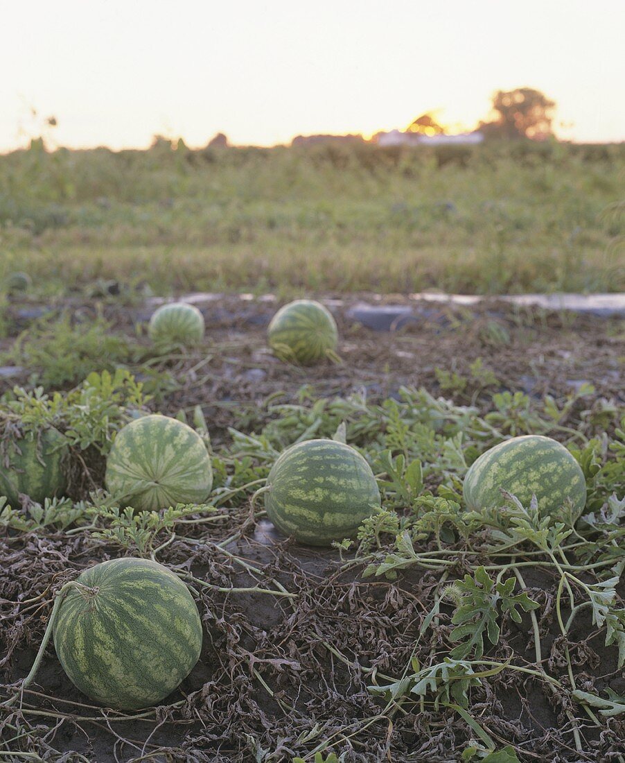 Watermelons in the field