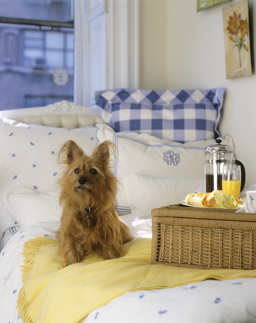 Frühstückstablett und kleiner Hund im Bett