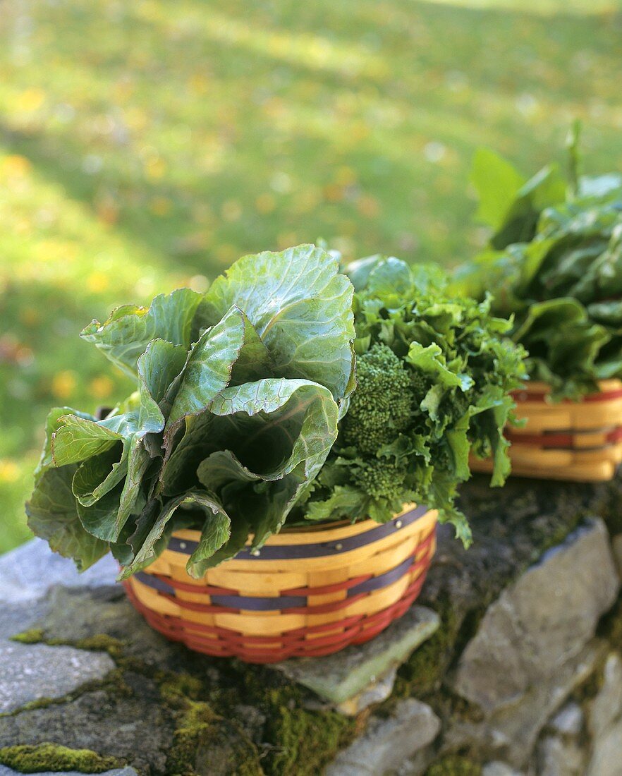 Assorted brassicas in baskets