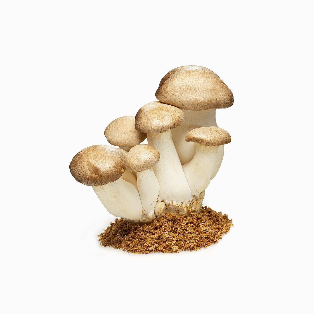 King Trumpet Mushrooms on a White Background