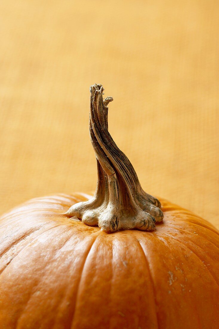 Top of a Pumpkin with Stem on an Orange Background
