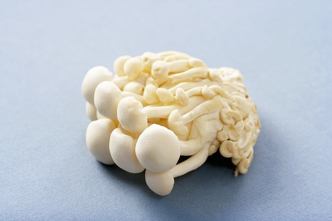 weiße Buchenraslinge (Buna-Shimeji Pilze, Japan)
