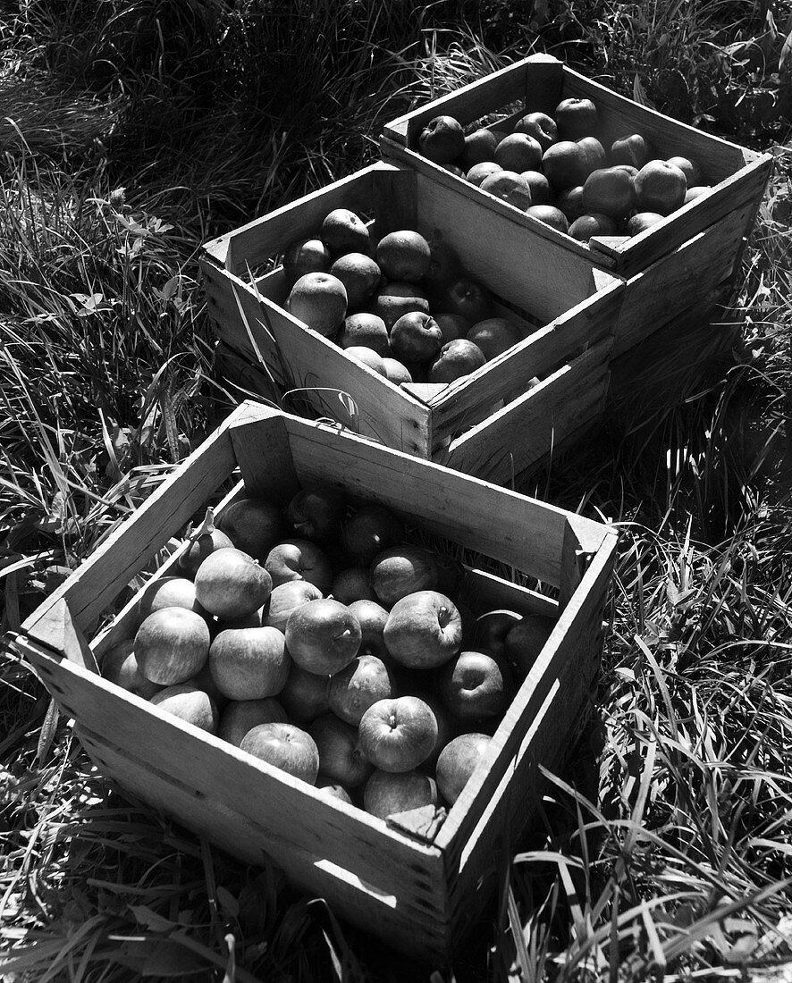 Äpfel in Steigen im Obstgarten