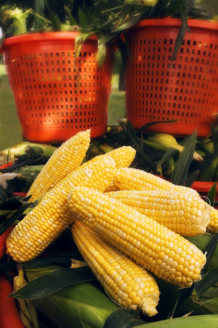 Shucked Corn with Orange Baskets of Corn Outdoors