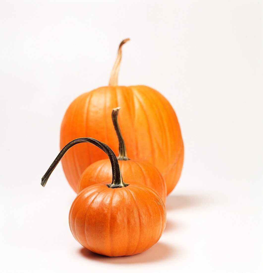 Three Pumpkins of Varying Sizes in a Row; White Background