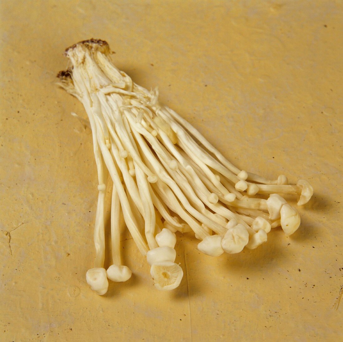 Fresh Enoki Mushrooms on Blue Background