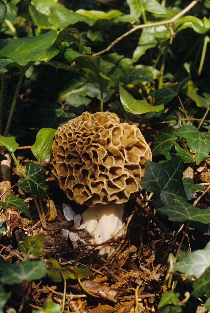 A Morel Mushroom Growing in the Forest