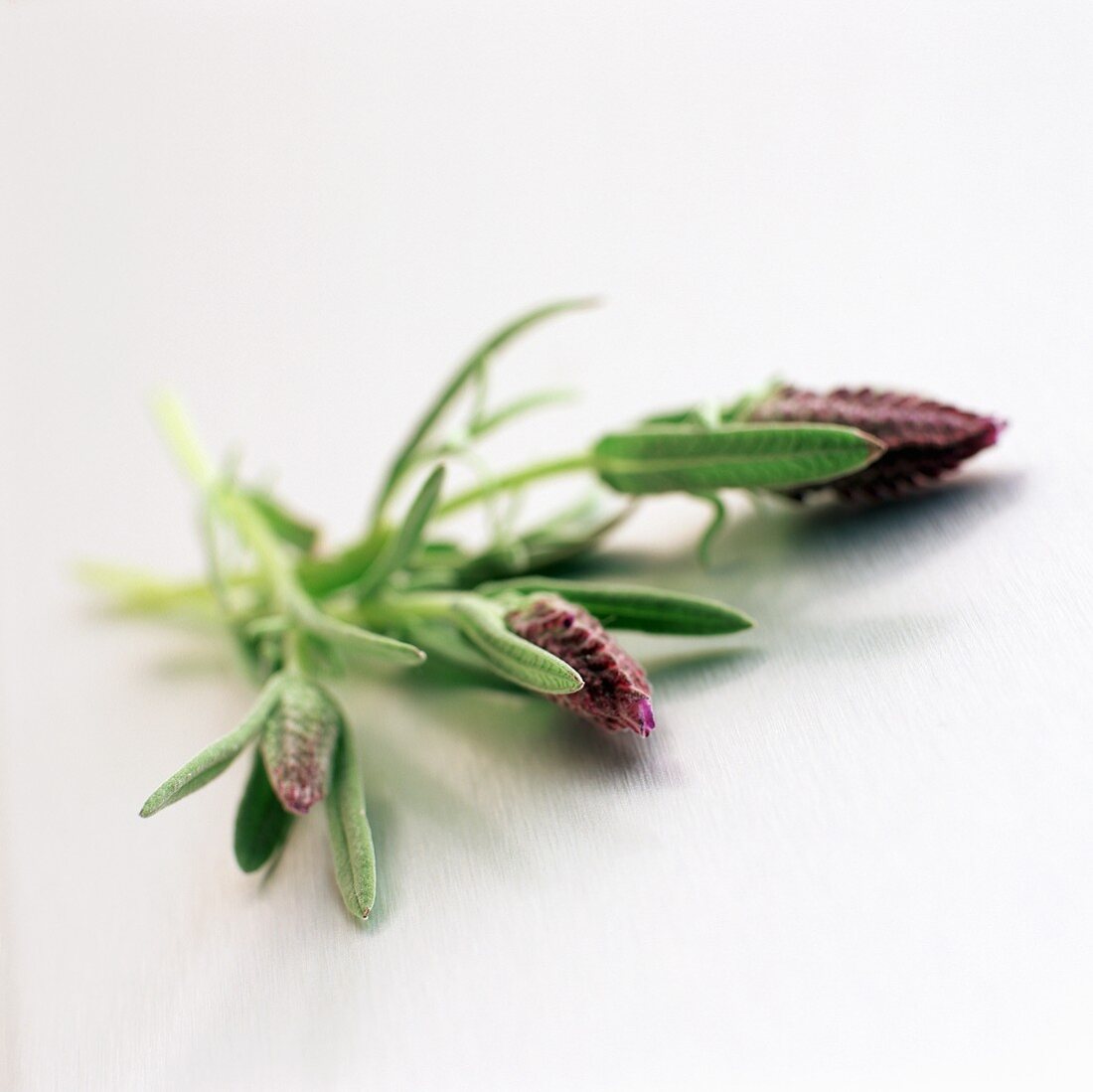 Three Lavender Buds