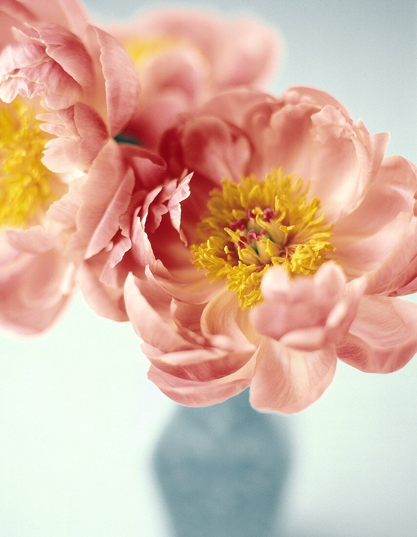 Peony Flower