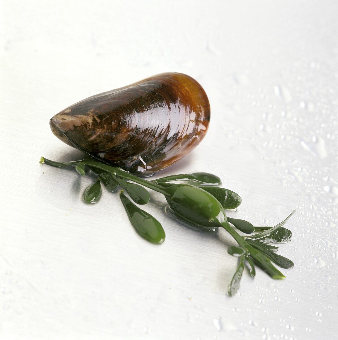 Mussel with Seaweed