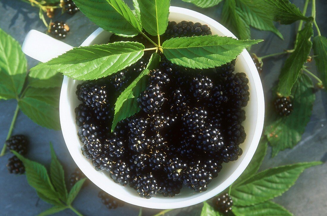 Wild Blackberries in a Bowl