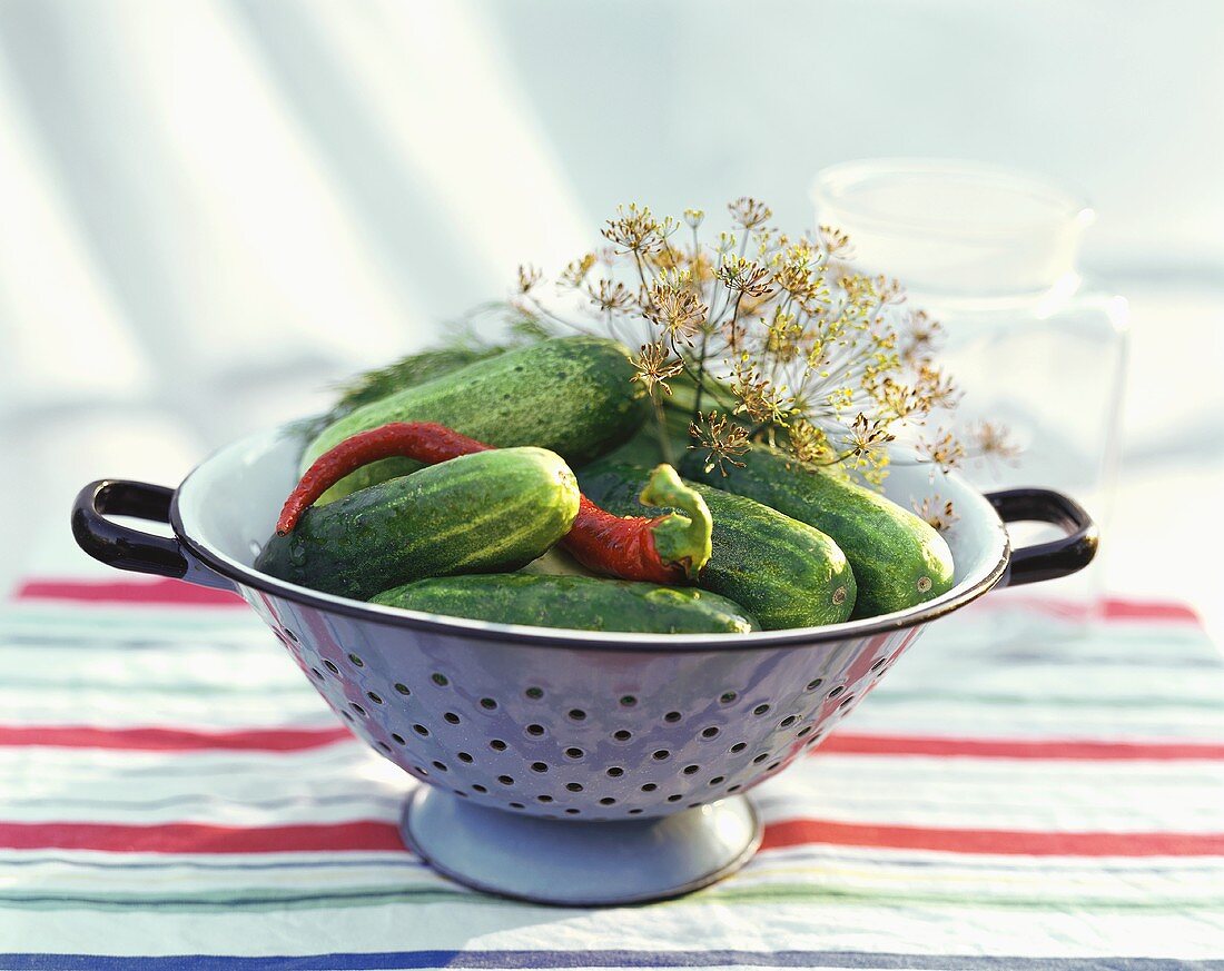 Frische Einlegegurken mit Chilischote und Dill im Sieb