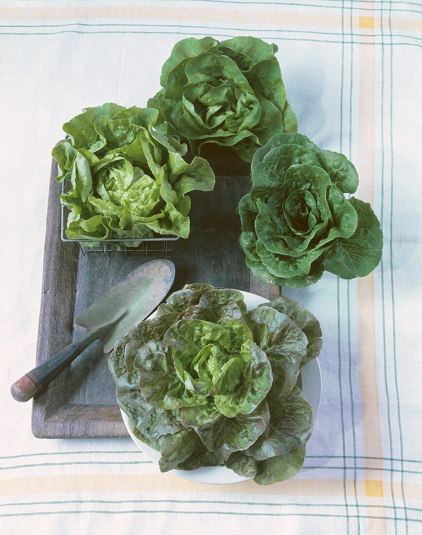Various Lettuce Heads and Trowel
