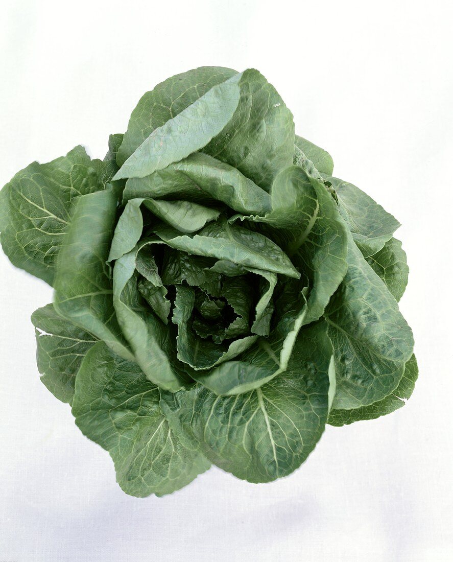 Neue Salatsorte: 'Romulus' (dunkelgrüner Römersalat)