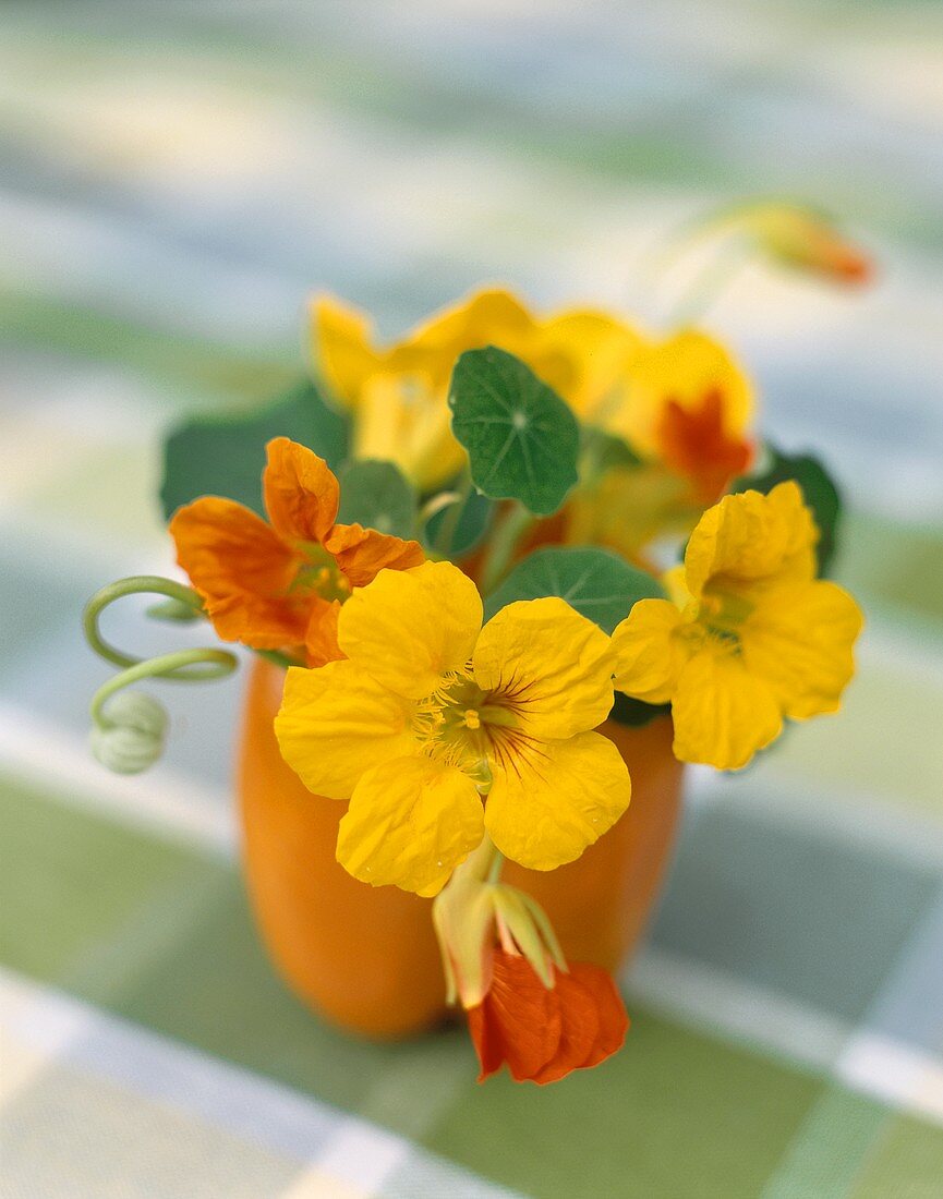 Fresh Colorful Nasturtiums