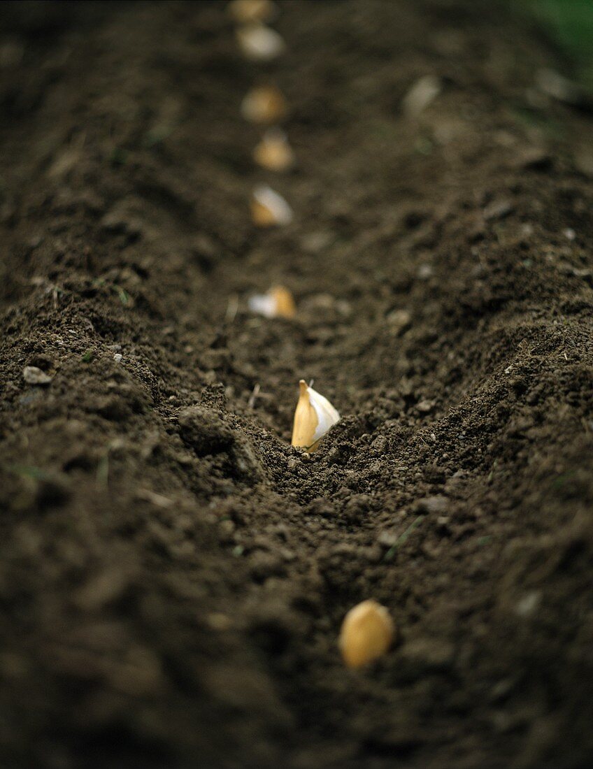 Cloves of garlic planted in a row in the field