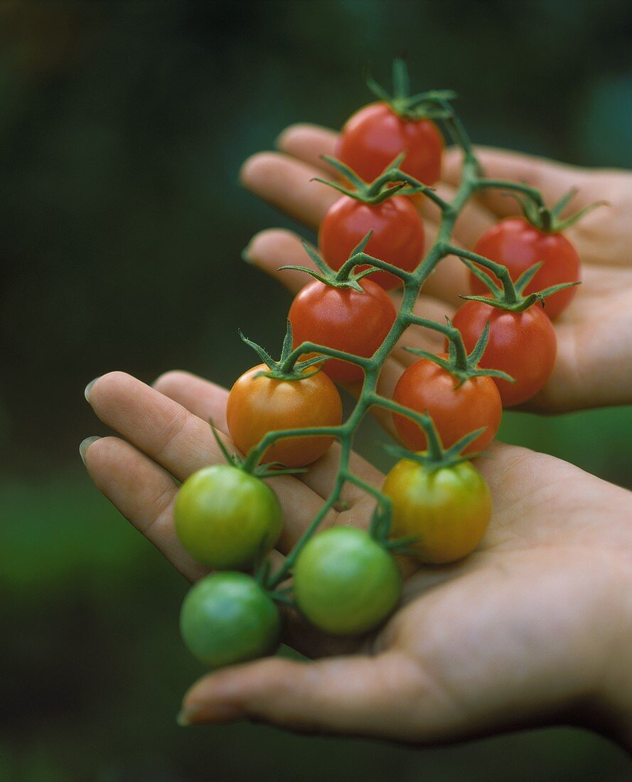 Hands Holding Tomatoes