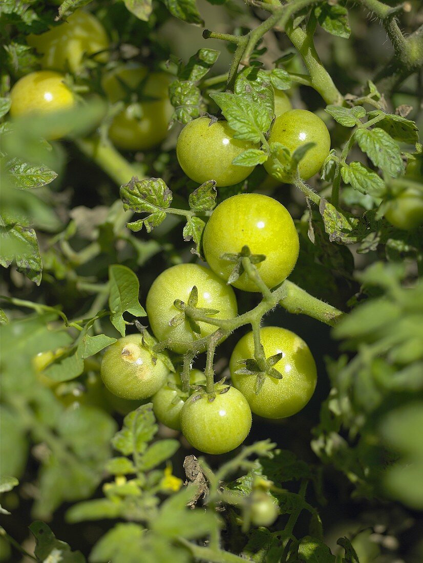 Several green tomatoes on the plant