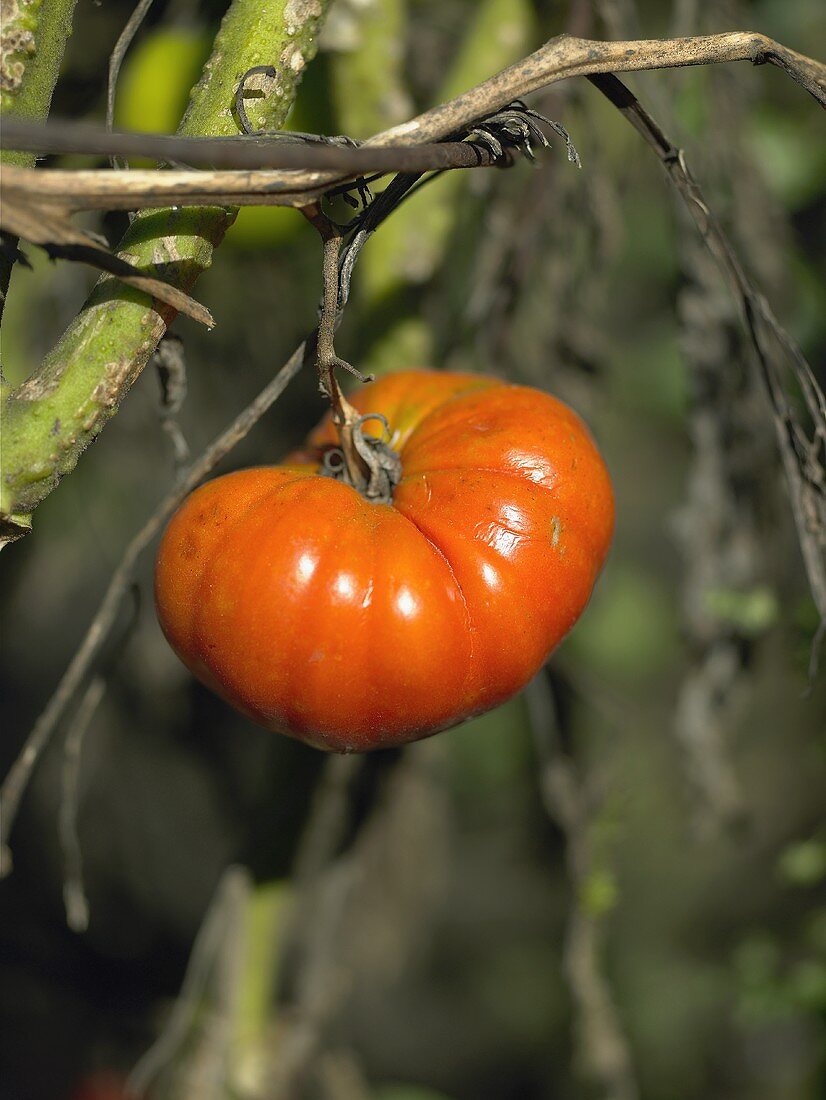 Beefsteak tomato on the plant