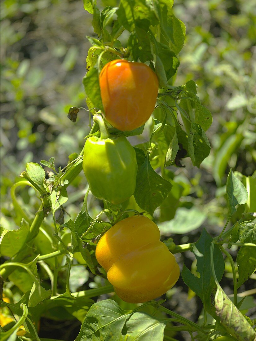 Peppers (yellow,  green,  red) on the plant