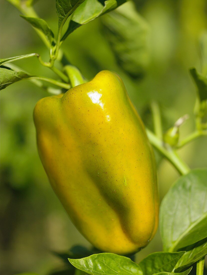 Pepper on the plant