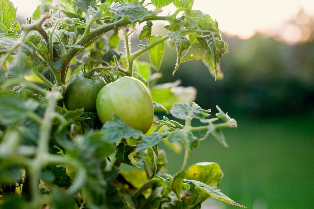 Grüne Tomaten an der Pflanze