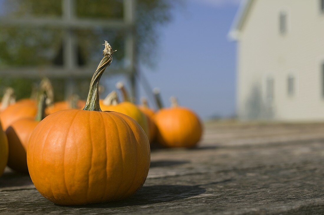 Close Up of a Pumpkin, Many Pumpkins on a Wooden Deck