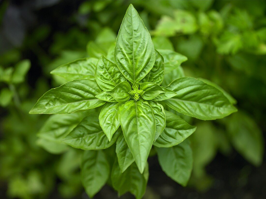Close Up of Basil Plant