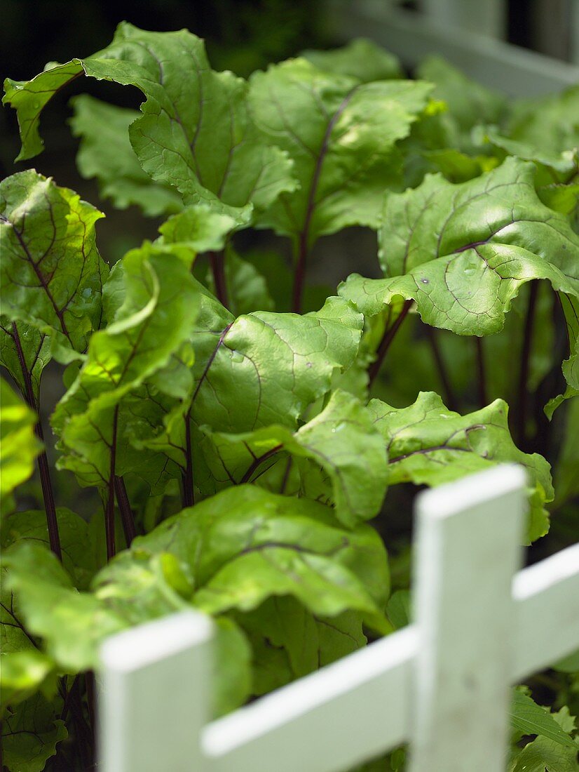 Rote-Bete-Blätter hinter weißem Gartenzaun