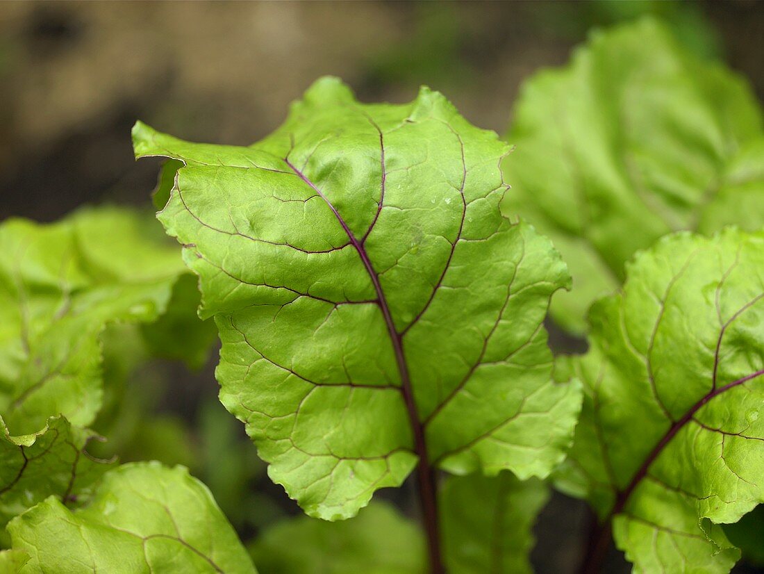 Rote-Bete-Blätter (Close Up)