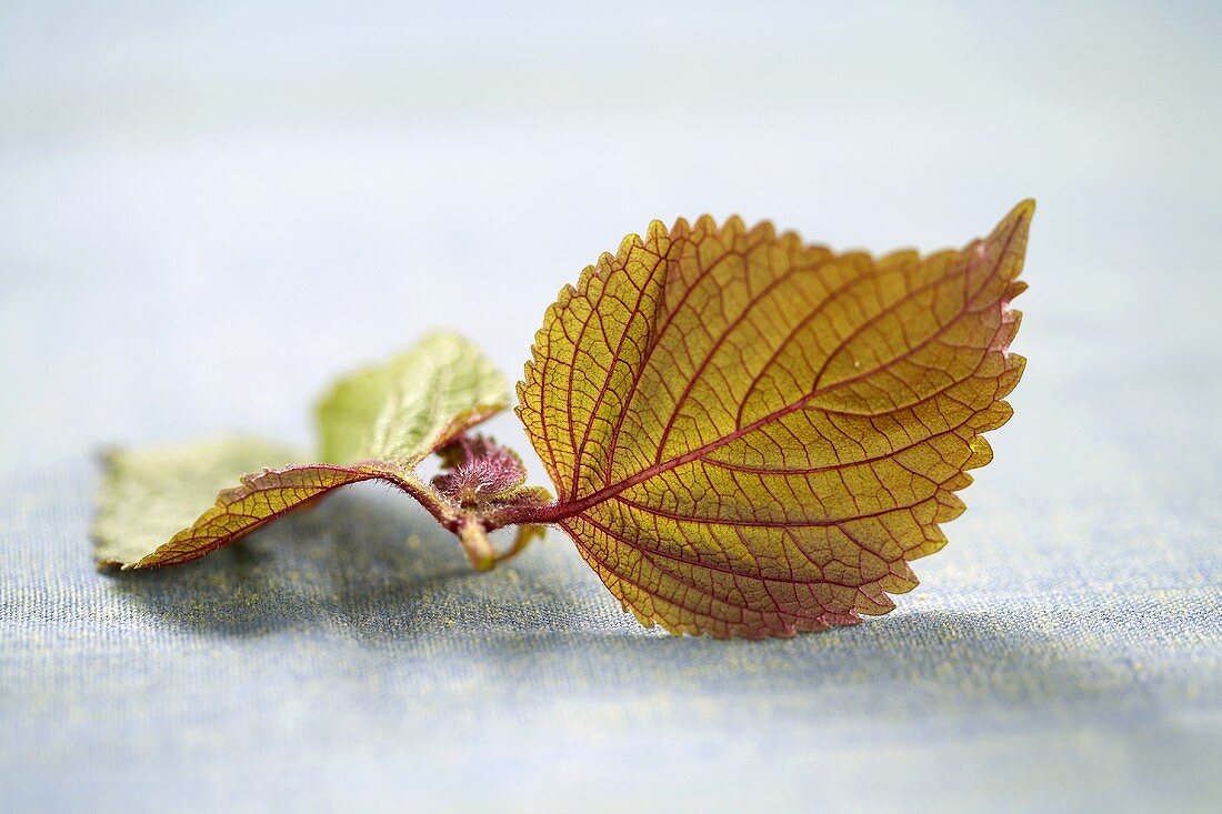 Two Red Shiso Mint Leaves