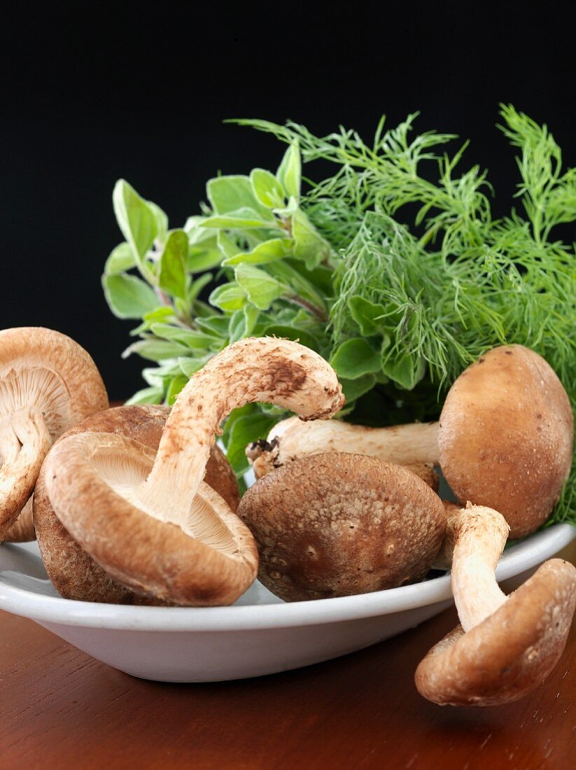 Shitake Mushrooms on a Dish with Dill and Oregano