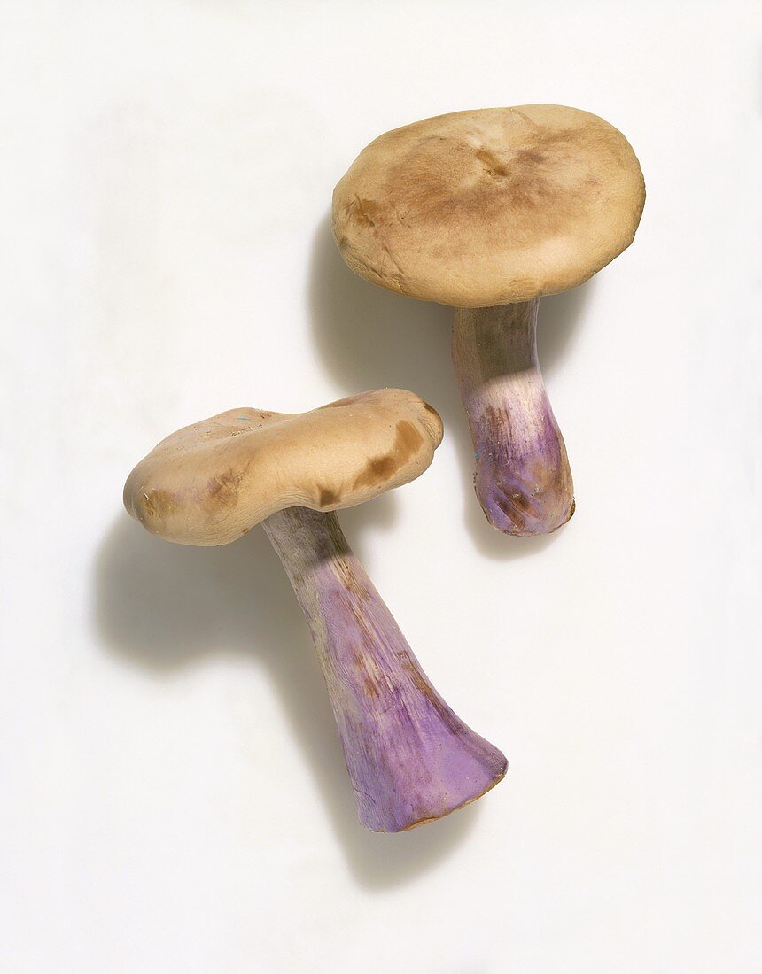 Two Blue Foot Mushrooms on a White Background