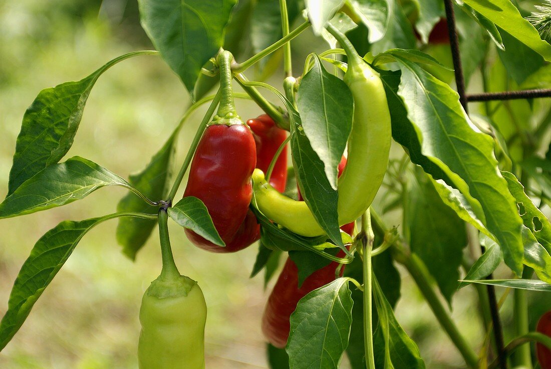 Red and Green Sweet Peppers Growing on the Plant