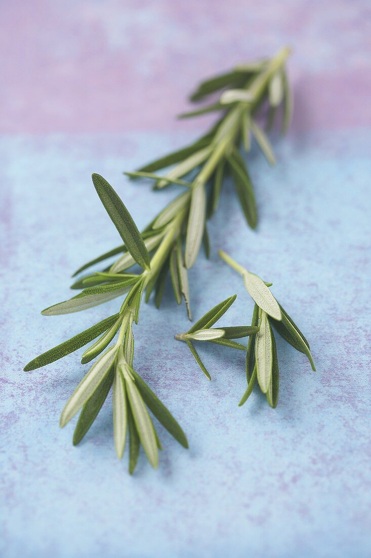 Rosemary Branch, Close Up