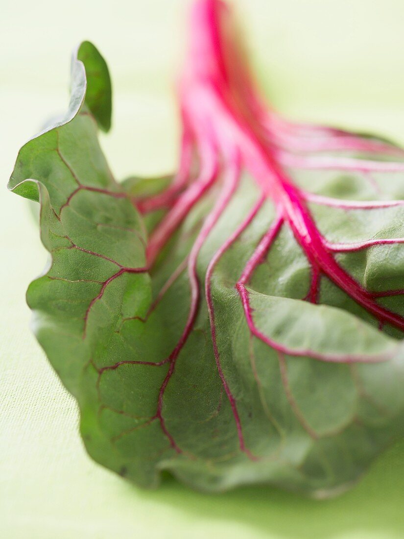 Rotes Mangoldblatt (Close Up)