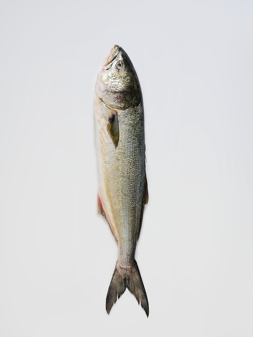 A Whole Bluefish on a White Background